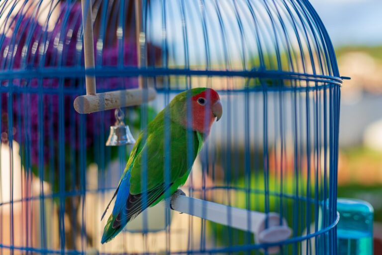 初心者だけどコザクラインコ(小桜インコ)を飼いたい。生態や 初心者だけどコザクラインコ(小桜インコ)を飼いたい。生態や